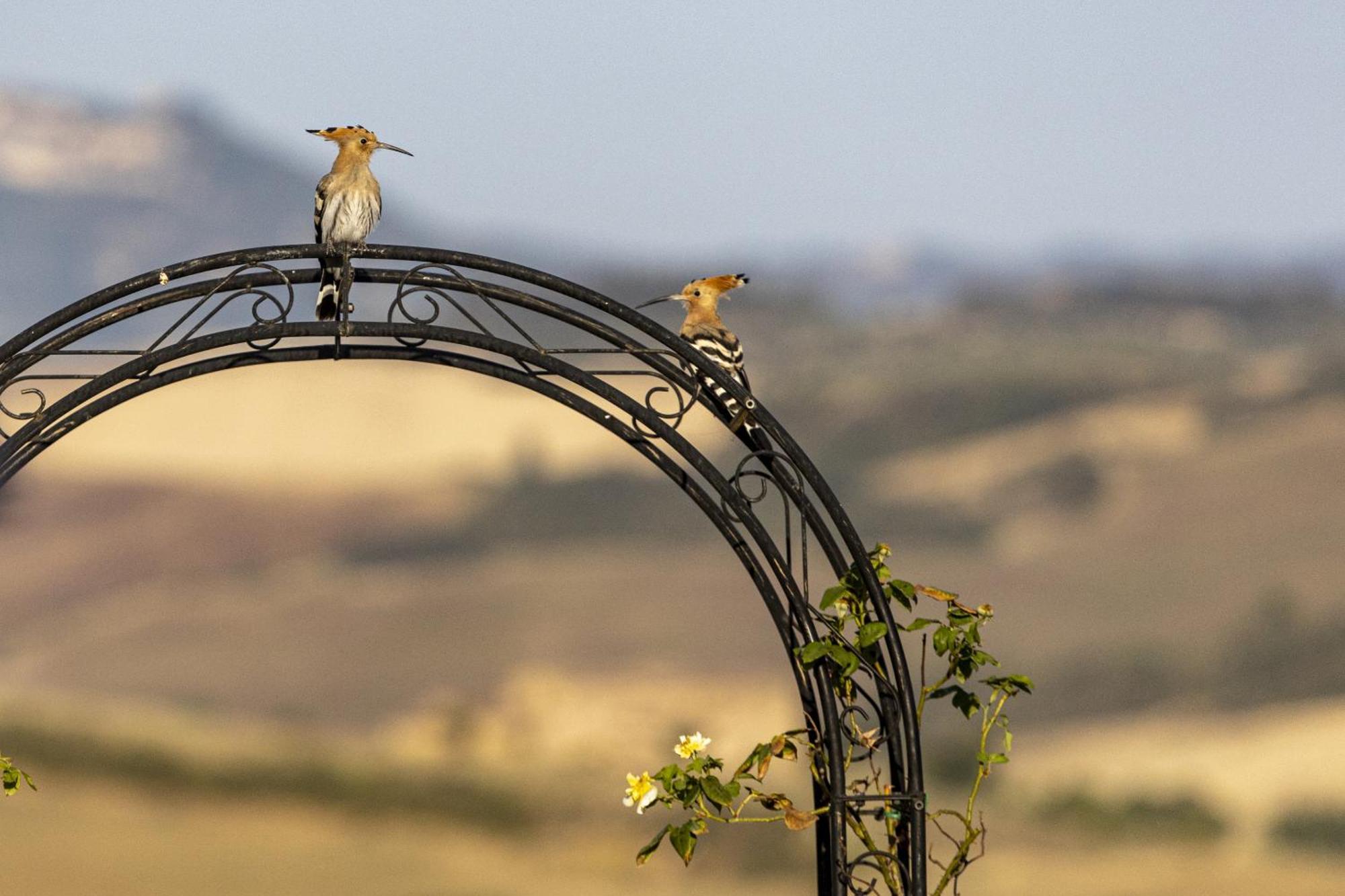 Vento D'Orcia Villa Pienza Eksteriør billede